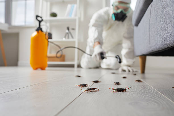 Affordable Termite Control solutions in Kemp Mill, MD